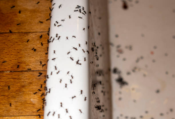 Professional Pest Control in Moose Lake, MN
