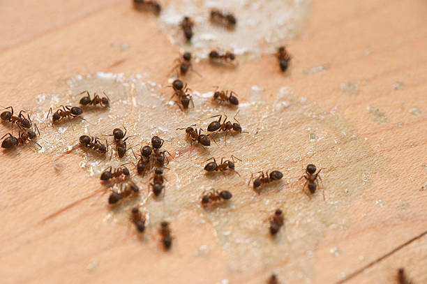 Best Mosquito Control Services  in Moose Lake, MN