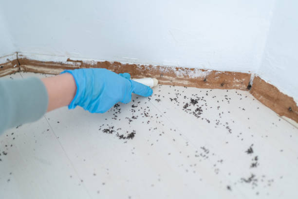 Best Wasp Removal Services  in Moose Lake, MN